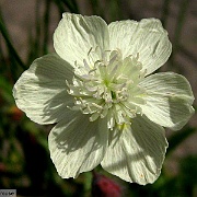 platystemon californica